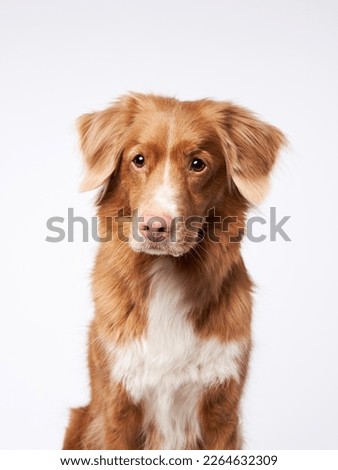 portrait happy dog. Nova Scotia Duck Tolling Retriever, toller on white background in studio