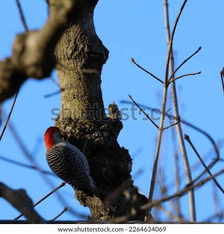 Woodpecker, northern mockingbird, and nuthatch
