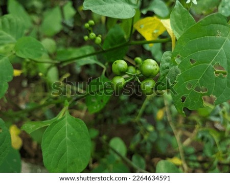 green and succulent Solanum nigrum plant