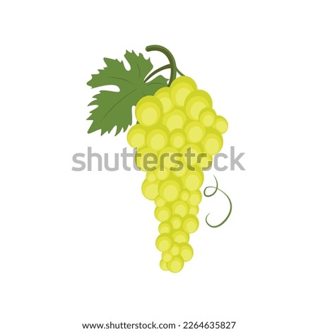 Chardonnay grape. Vector illustration isolated on white background Royalty-Free Stock Photo #2264635827