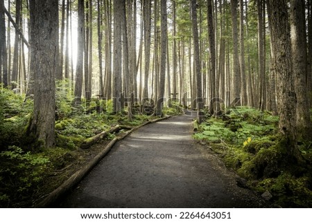 A trail leading through the Tongass National Rainforest at Icy Strait Point near Hoonah, Alaska. Royalty-Free Stock Photo #2264643051