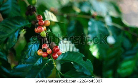 Banner ripe coffee beans on brance tree. Harvesting Robusta and arabica coffee berries by agriculturist hands, Worker Harvest arabica coffee berries on its branch. Royalty-Free Stock Photo #2264645307