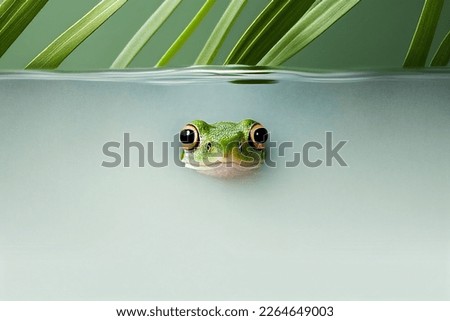 Creative minimal concept. Cute baby frog toad peeking out. view, mock up, copy space	
