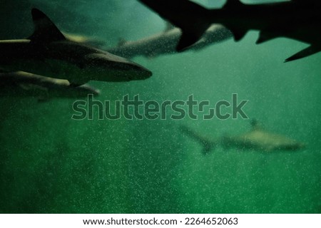 A silhouette of a school of blacktip reef sharks under green water and green bubbles on the fish tank in an aquarium. 