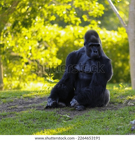 Amazing colorful picture Miami monkey gorilla 