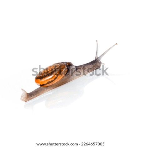 snail and reflection isolated on white background, Suitable for Mockup creative graphic design