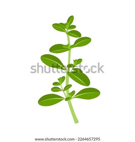 Vector illustration, Thymus vulgaris, also called thyme, isolated on white background. Royalty-Free Stock Photo #2264657295