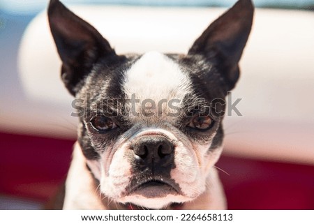 A close up portrait of an angry Boston Terrier dog.