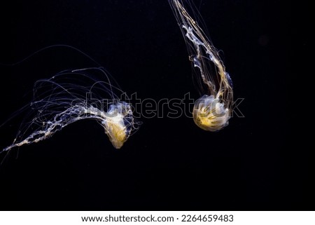 Jellyfish swim together at the aquarium