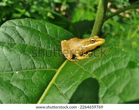 little frog is basking in the leaves




