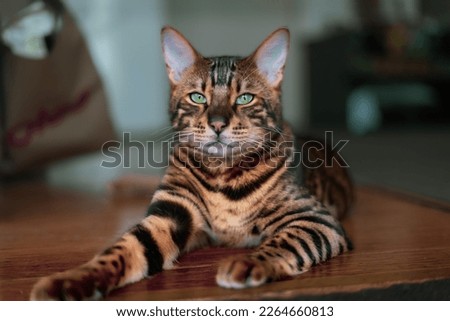 Bengal cat. portrait. picture. photo