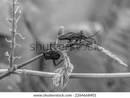 two bedbugs playing on a flower stalk