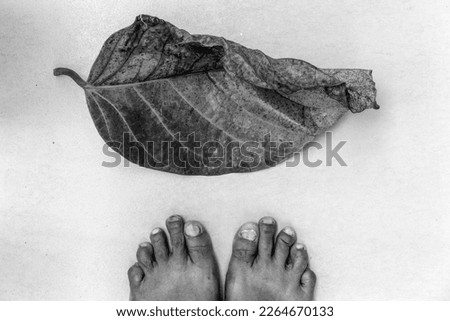 leaves and legs form the composition (black and white)