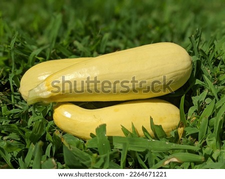 Yellow Summer Squash laying in grass Royalty-Free Stock Photo #2264671221