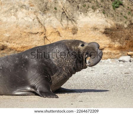 A profile picture of a male Elephant Seal
