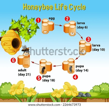 Honeybee life cycle diagram with explanation illustration