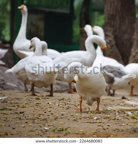 Close up White ducks inside Lodhi Garden Delhi India, see the details and expressions of ducks during evening times