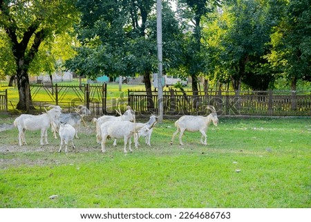 a herd of white goats grazing in a clearing by a fence