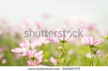 Cosmos flower field blooming. Pink flower background of the colorful cosmos with copy space. Natural flowers pattern wallpaper or greeting card. cosmoss flower sunrise background.