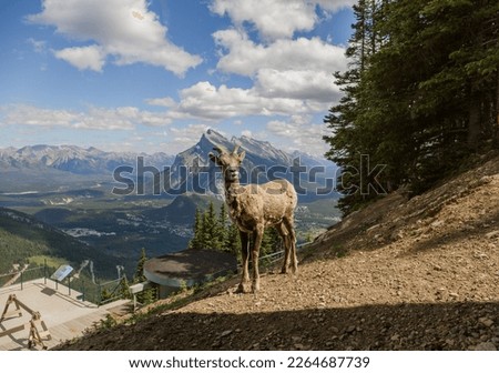  A female bighorn stands alone on a mountain slope and watches. Wildlife habitat, even-toed animals. Banff, Alberta, Canada