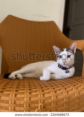 The male cat with a necklace sits leisurely on a wicker chair.