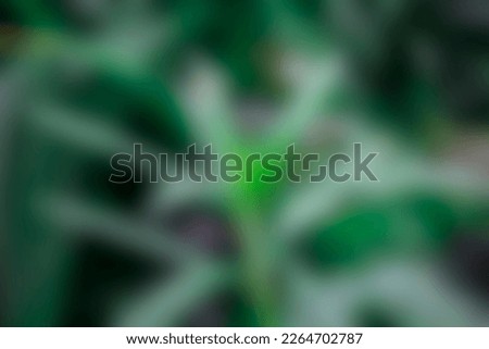 Blurred plant photo for background