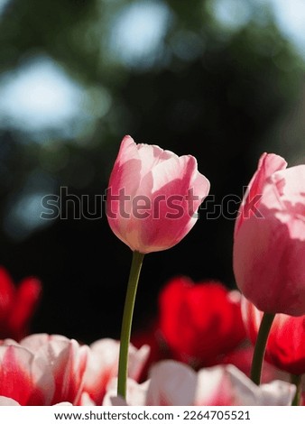 White,pink,red Tulip flower in the garden , nature picture for wallpaper or background, selective focus