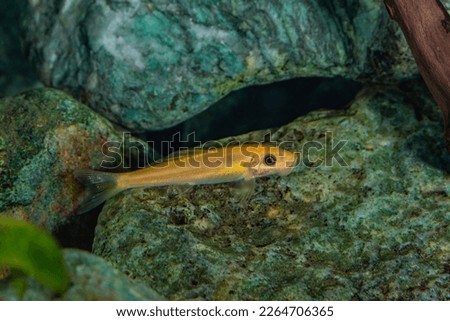 Aquarium fish catfish Gyrinocheilus aymonieri in a freshwater aquarium.