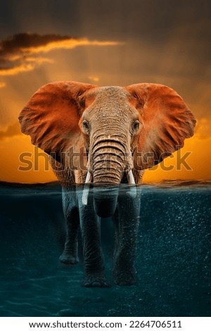 Elephant in the water on sunset background. Surreal concept art
