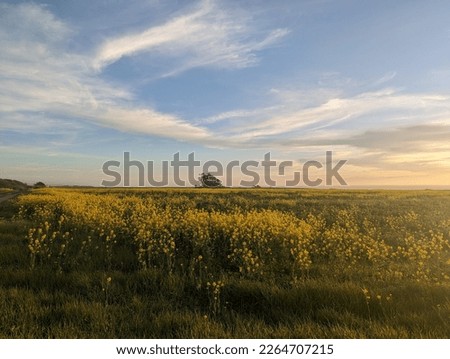 serene sunset splendor over Half Moon Bay farmland and coastal wildflower fields Royalty-Free Stock Photo #2264707215