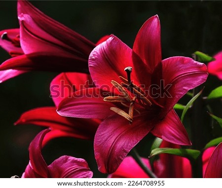 Day Lilies in bold, dramatic color Royalty-Free Stock Photo #2264708955