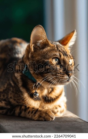 Bengal cat photo portrait Picture
