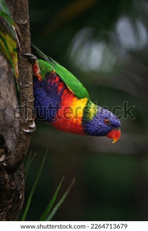 Rainbow lorikeet photo picture bird