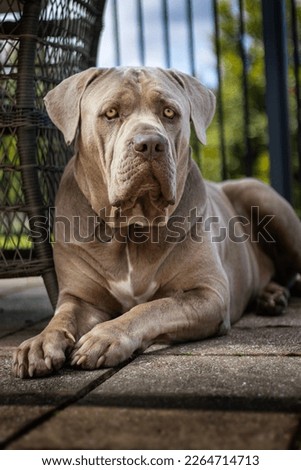 Dog photo portrait picture puppy