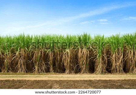 Sugar cane plantation field with blue sky background. Royalty-Free Stock Photo #2264720077