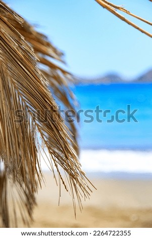Dried leaf of a palm tree near the sea at Karpathos, an Greek island
