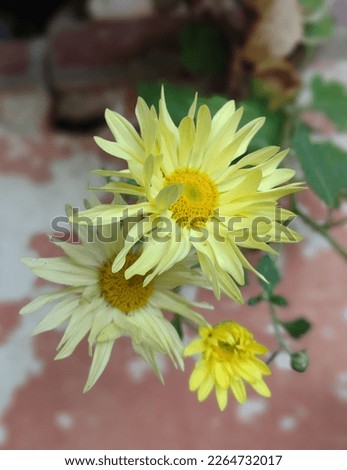 Picture of natural garden flower.