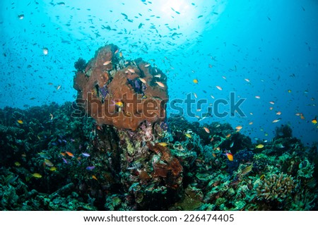 Various coral fishes swimming above the coral reefs in Gili, Lombok, Nusa Tenggara Barat, Indonesia underwater photo. There are Anthias, Wrasse and sponge.