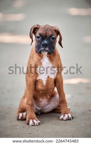 Boxer dog puppy full height portrait at outdoor park walking, footpath background, funny cute boxer dog face of short haired dog breed. Boxer puppy portrait, wrinkled pup brown white coat color