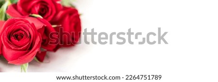 Beautyful red roses on white  background for festive banner. 8 March. mother day, birthday, universary, wedding y etc  Copy space