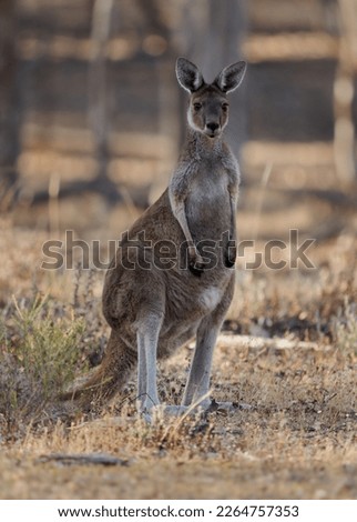 Western Grey Kangaroo - Macropus fuliginosus also giant or black-faced or mallee kangaroo or sooty kangaroo, large common kangaroo from southern part of Australia, in bushes.