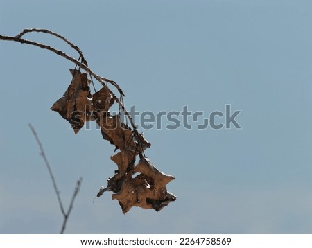 Close-up photo of wilted leaves on a branch with a calm blue lake in the background (for background - copy space)