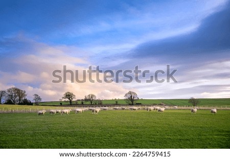 Sheep grazing in a green field in the English countryside at sunset in winter on a UK farm. Royalty-Free Stock Photo #2264759415