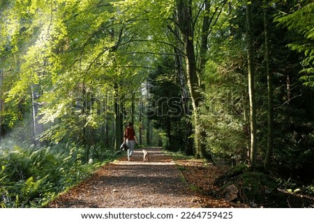 A woman walking her dog on a peaceful summer evening  through woodland in an English countryside park Royalty-Free Stock Photo #2264759425