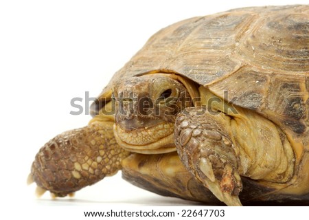 Young overland turtle on a white background.