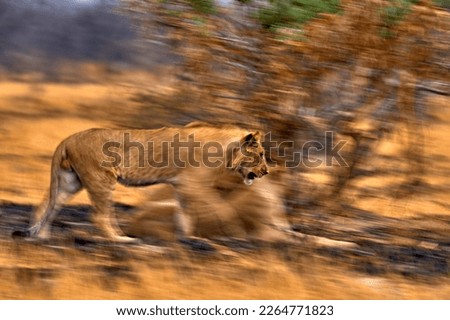 Blur motion art - lion, Artistic photo, Botswana wildlife. Lion, fire burned destroyed savannah. Animal in fire burnt place, lion lying in black ash and cinders, Savuti, Africa.