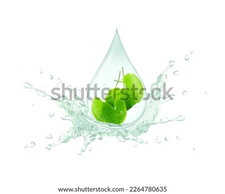 Gotu kola oil drop splash with gotukola leaf isolated on white background. Royalty-Free Stock Photo #2264780635