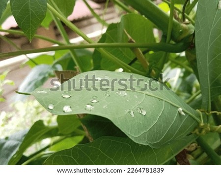 a puddle of water on a leaf, against a blurred green background.