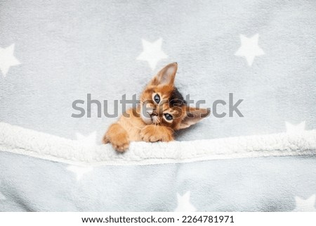 Close up of little red kitten lying under fluffy grey blanket. Cute Abyssinian ruddy kitten awaking up in the morning. Image for veterinary clinic or pet shop. Selective focus.