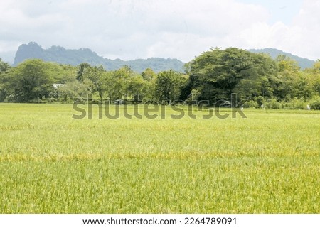 Rice fields before harvest with trees and mountains in the background.